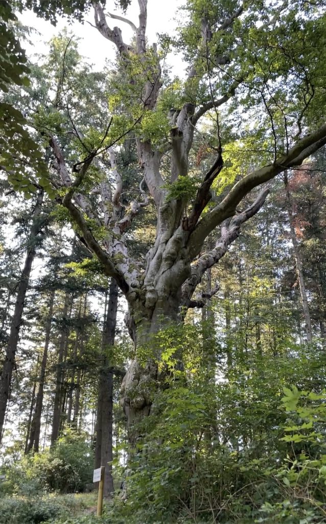 Arbre centenaire de Saint-Maurice-de-Lignon
