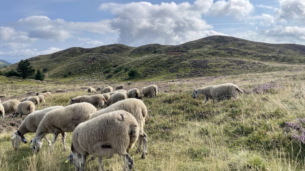 Troupeau de moutons en bas du Puy de Dôme